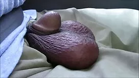 Vanessa lồng ăn Tia  ...